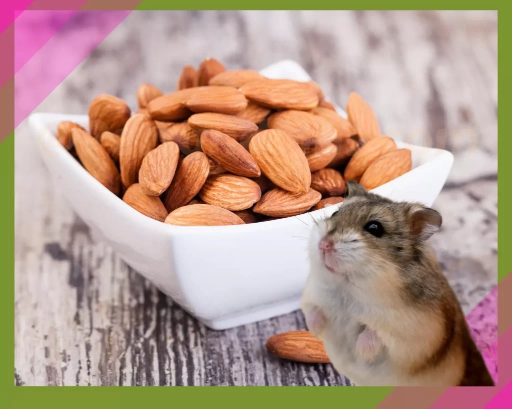 Can Hamsters Eat Almonds? 15 Amazing Benefits
