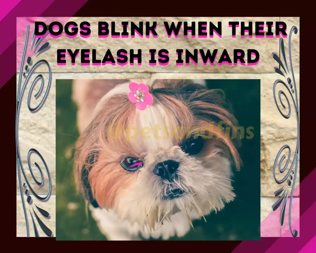 Do Dogs Blink? All That You Need To Know PetsandFins