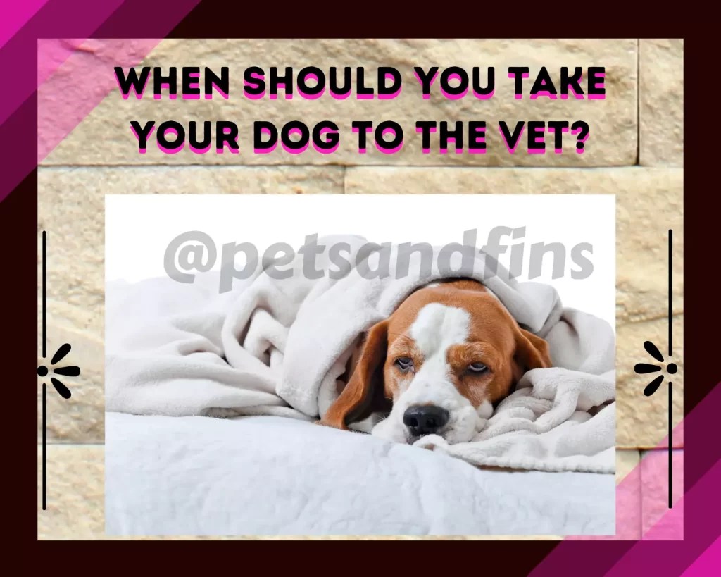 Do Dogs Blink? All That You Need To Know PetsandFins