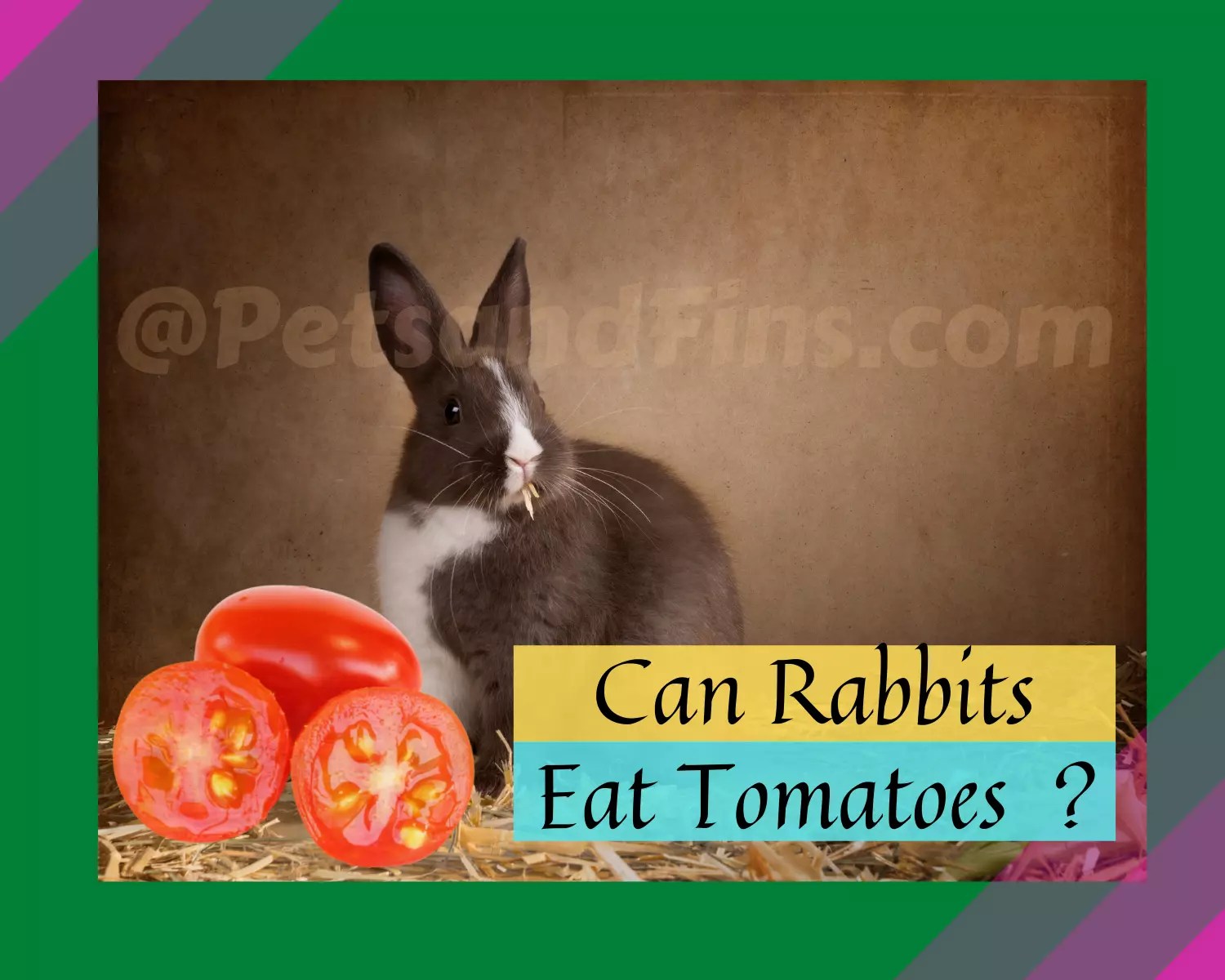 Can Rabbits Eat Tomatoes? Everything You Need To Know About Feeding