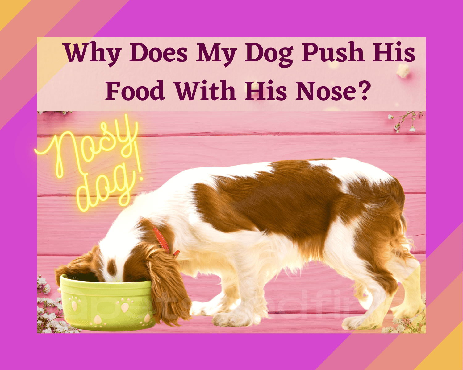 Why Does My Dog Push His Food With His Nose? PetsandFins