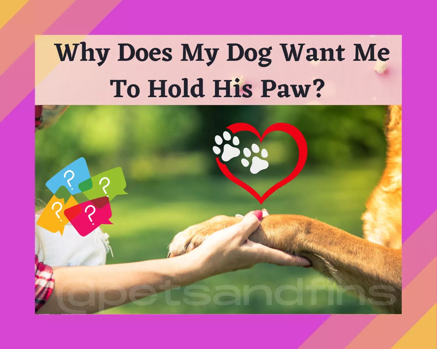 Why Does My Dog Want Me To Hold His Paw? 16 Explanations You Want To