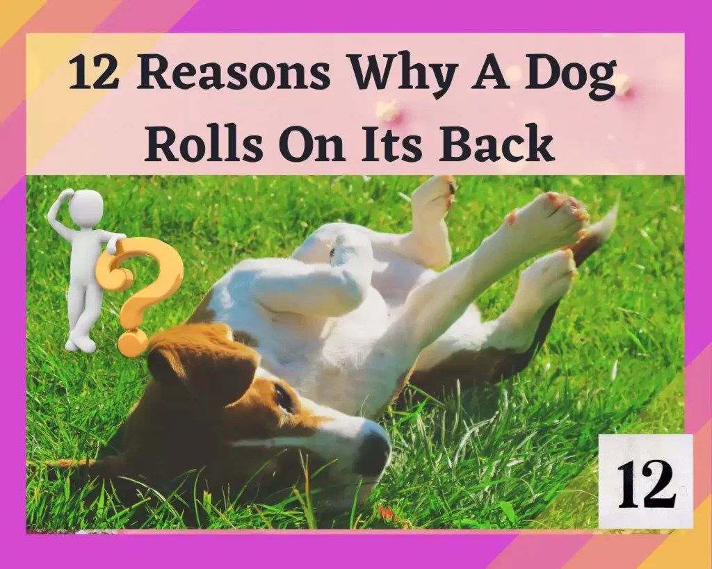 Why Does My Dog Roll On His Back When I Approach Him? 12 Interesting Reasons To Know PetsandFins