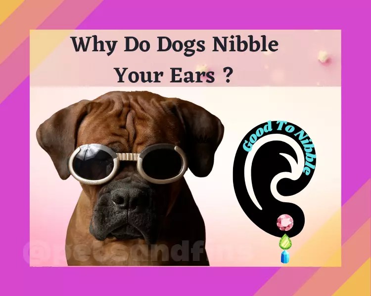 Why Does My Dog Nibble My Ear? PetsandFins