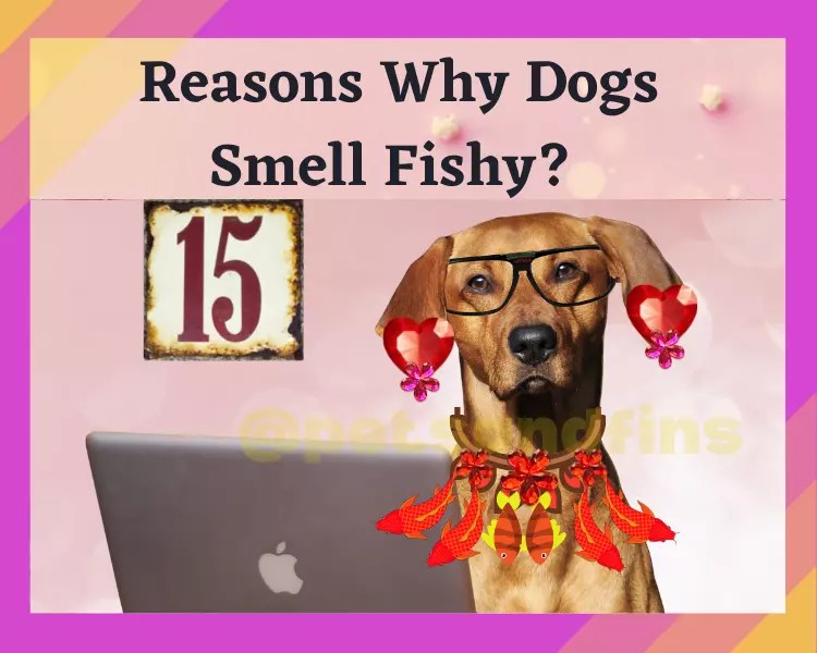 Why Does My Dog Smell Like Fish? PetsandFins