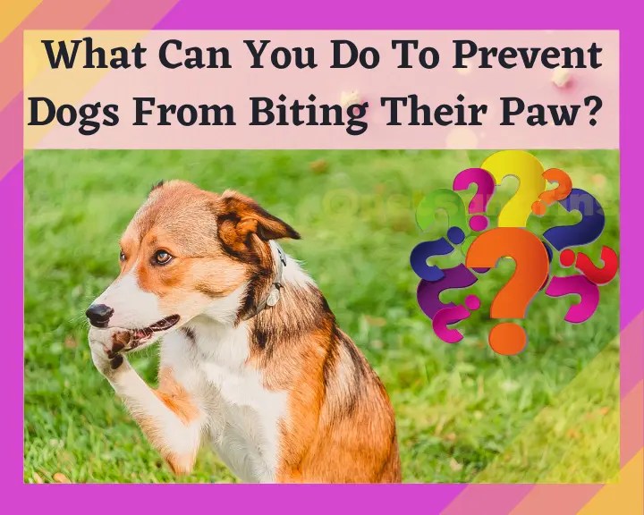 Why Does My Dog Bite His Paws? PetsandFins