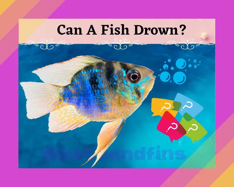 Can A Fish Drown? 9 Amazing Facts