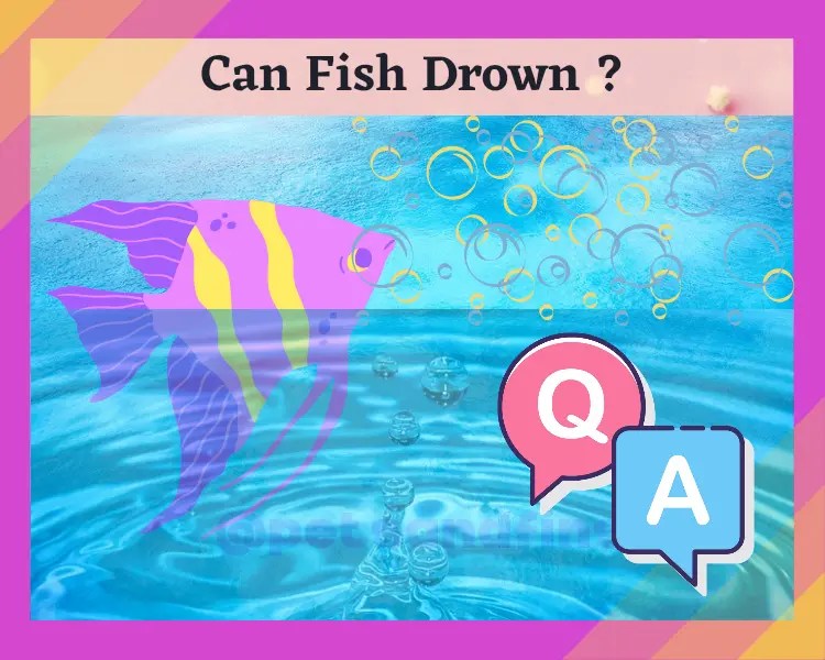 Can A Fish Drown? 9 Amazing Facts