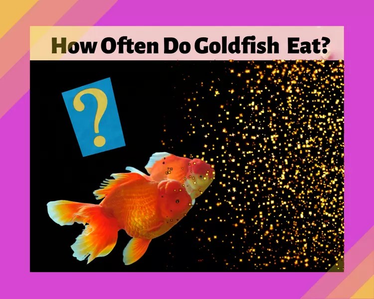 How Often Do Goldfish Eat? 9 Great Facts