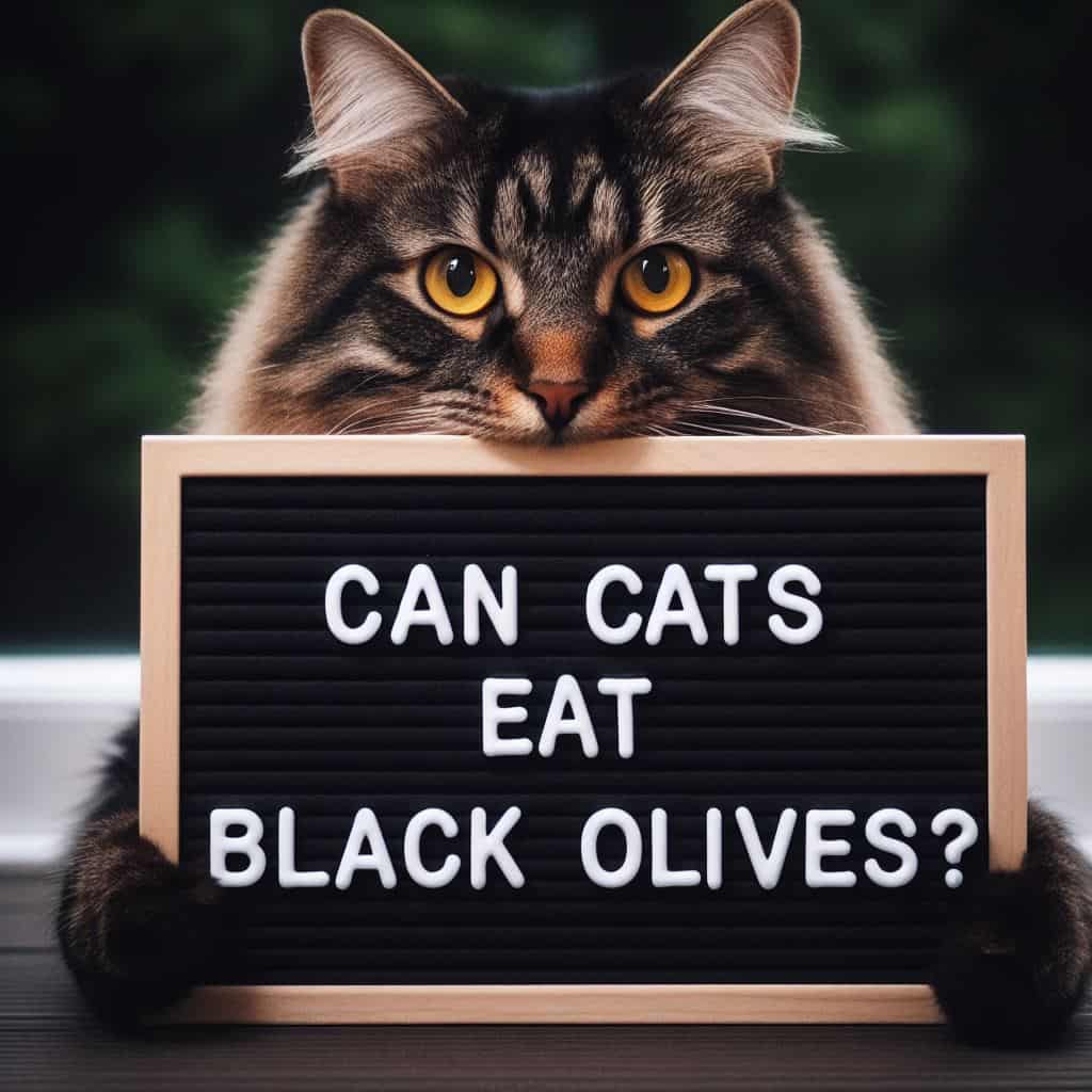 Can Cats Eat Black Olives? 6 Incredible Benefits