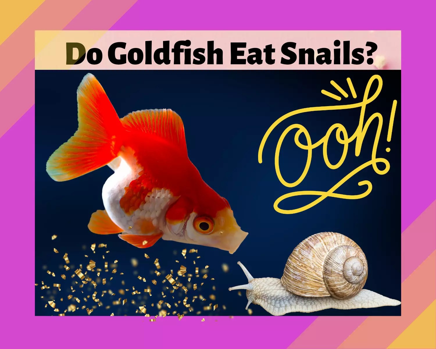 Do Goldfish Eat Snails? 6 Amazing Facts