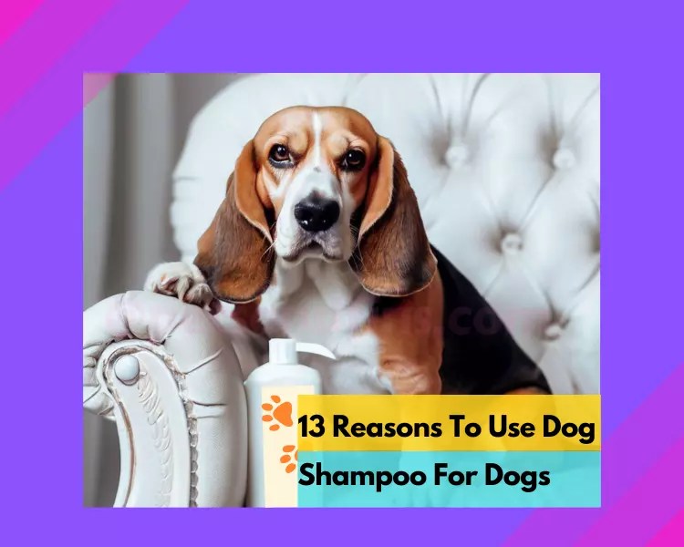 13 Important Reasons To Use A DogSafe Shampoo Amazing Info