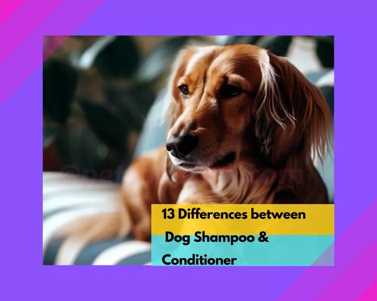 13 Differences Between Dog Shampoo & Conditioner. Amazing Info