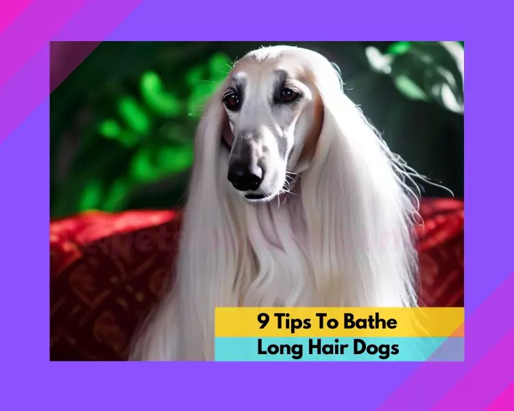 9 Tips To Bathe Long Haired Dogs. Awesome Info