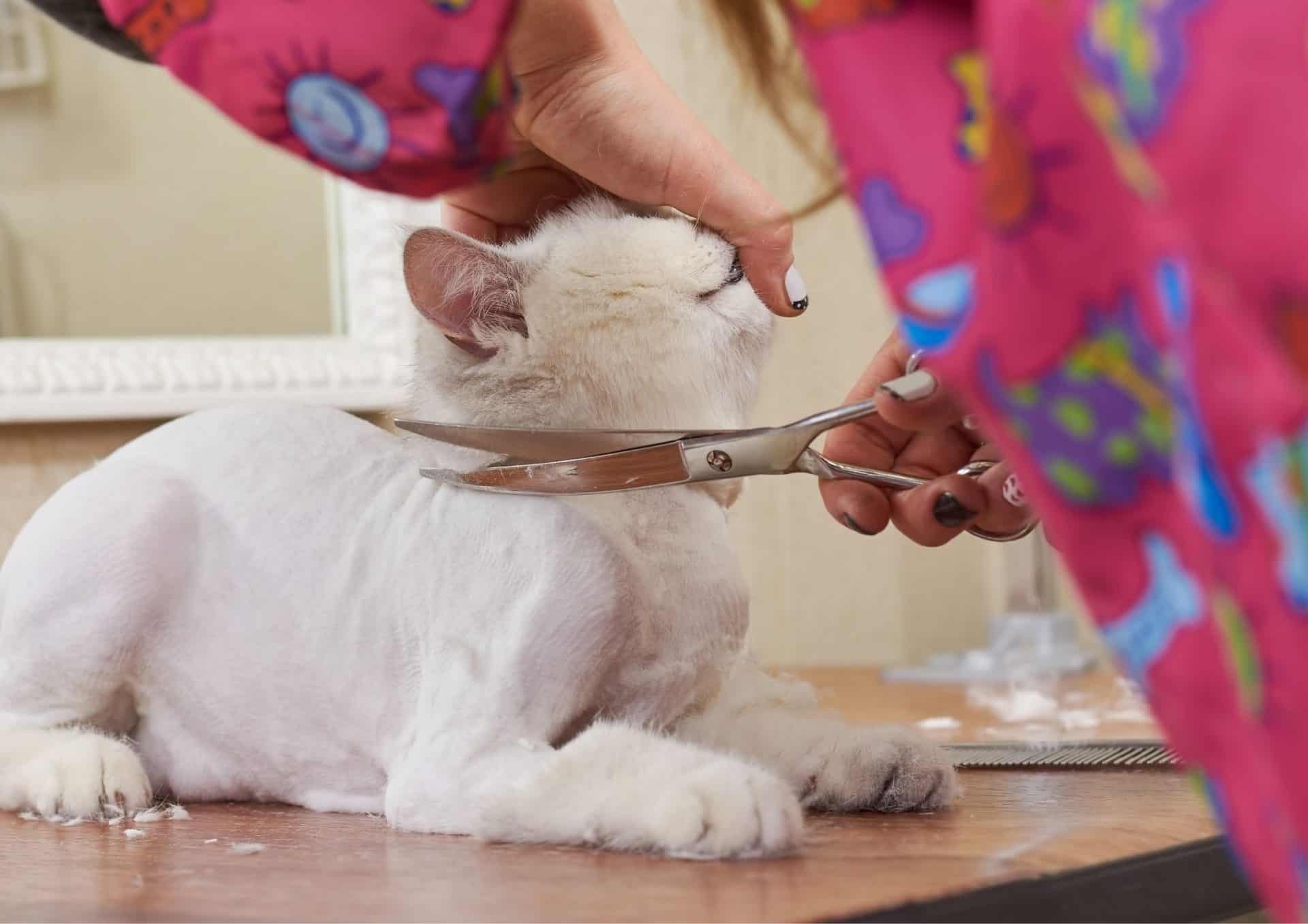 A StepbyStep Guide To Giving Your Cat A Haircut At Home!
