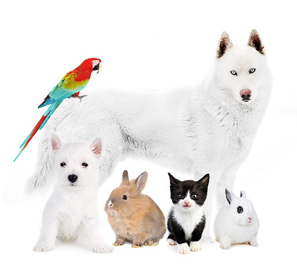 ALL nonGMO verified Pet Products Pets and GMOS