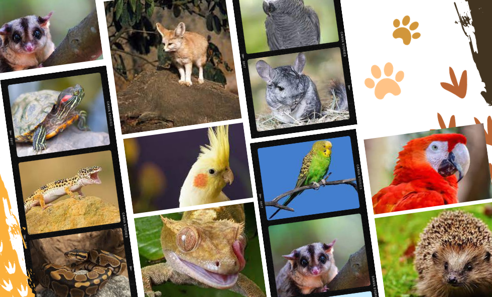 Fur, Scales, or Feathers Which Exotic Pets Require Licenses in Your