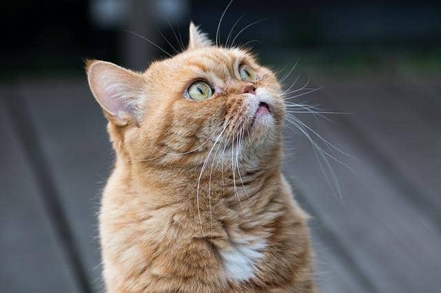 Can A Cat Detect Electricity? (You'll Be Shocked To Find Out