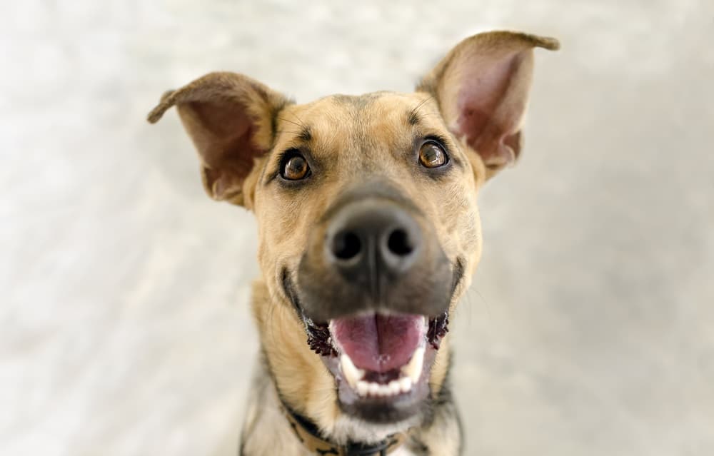 Can Dogs Still Ejaculate When Neutered