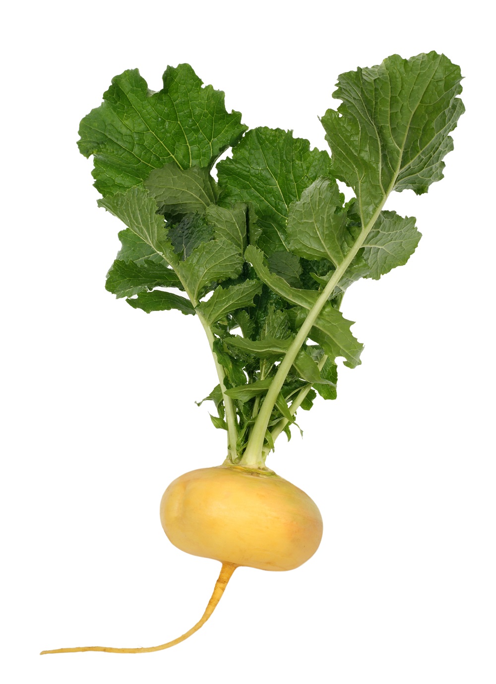 Can Cats Eat Turnip Greens? (What To Know Before Feeding Your Cat