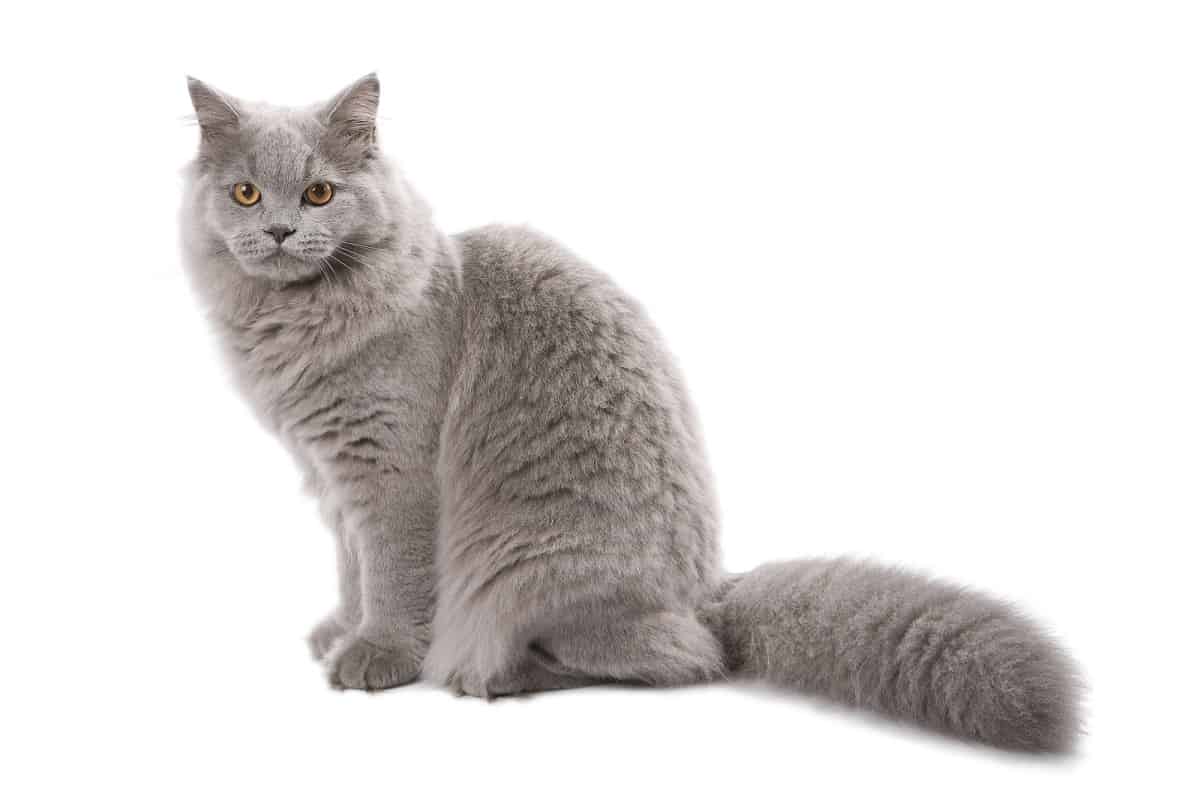Cat's Tail Bleeding (A Comprehensive Guide To Managing Tail Injuries)