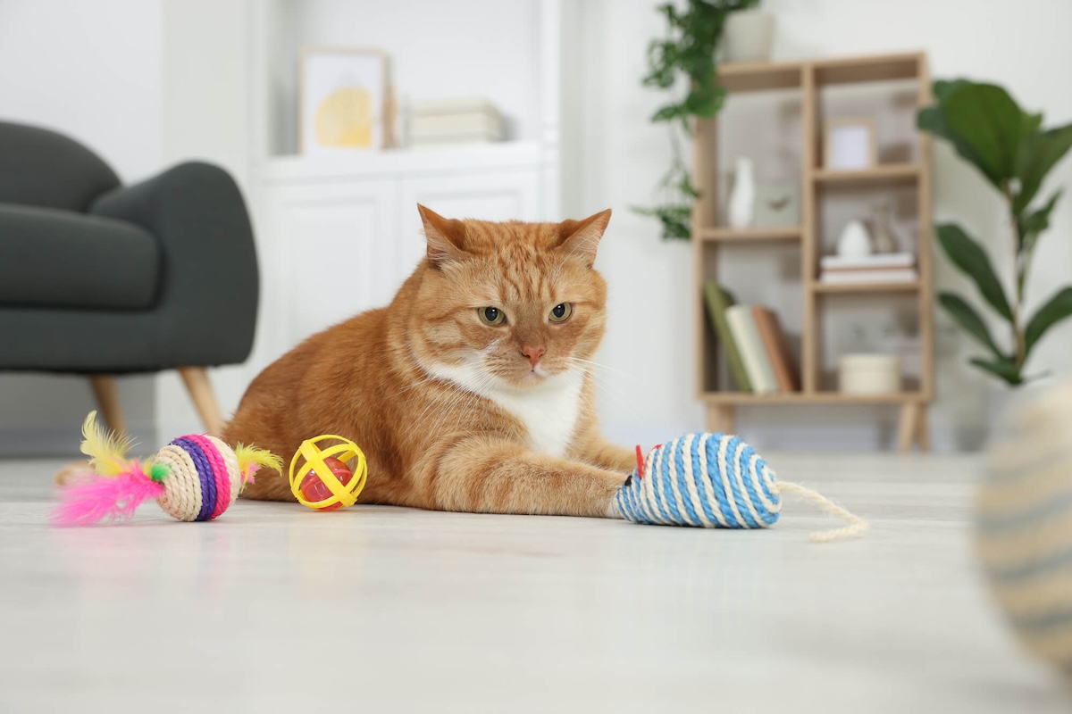 6 Ways To Keep Your Cat Entertained While You're Away