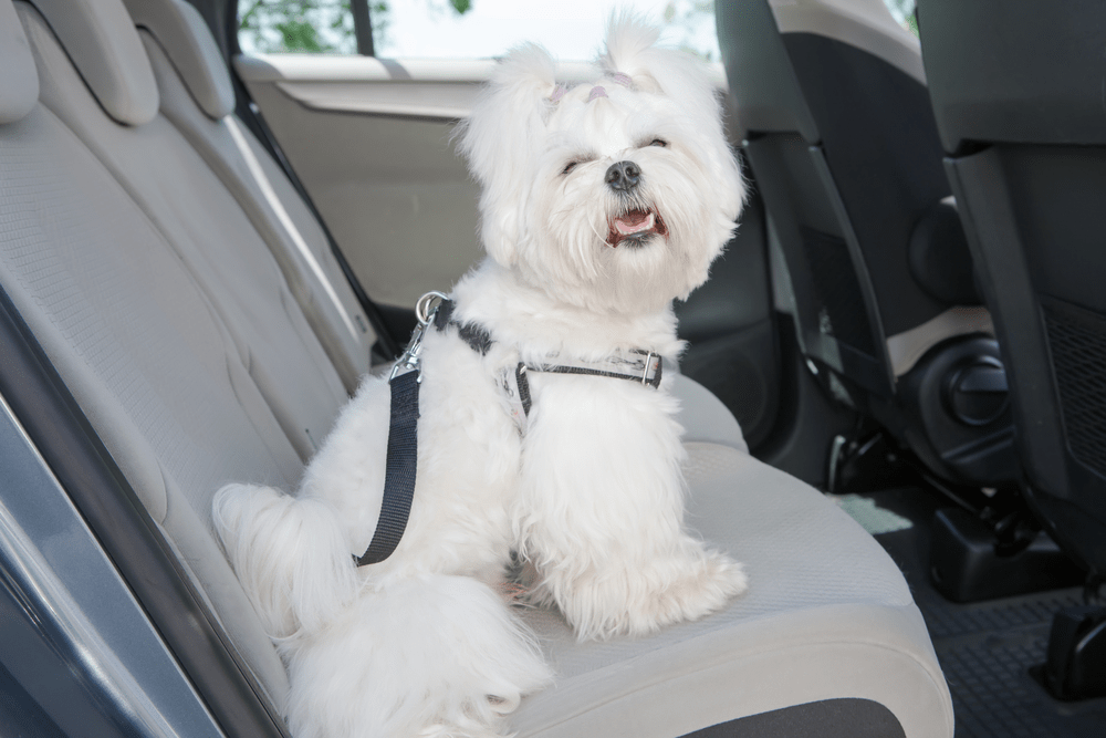 Car Travel with Your Dog Essential Tips and Advice for Safety and