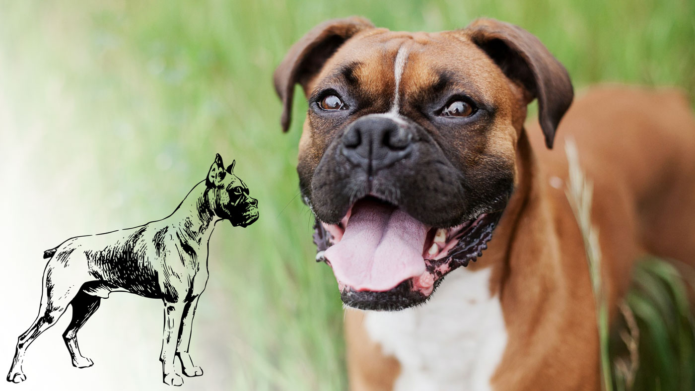 Is a Boxer Dog Right For You? PetsBlogs