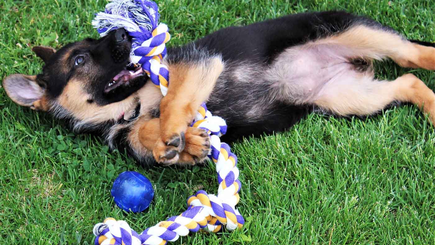 German Shepherd Puppies Everything You Need To Know Before You Get One PetsBlogs