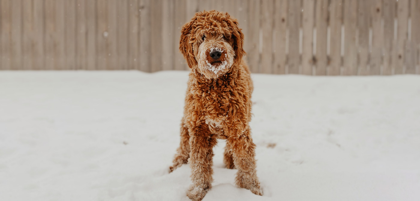 The 3 Most Popular Doodle Dogs (2020) PetsBlogs