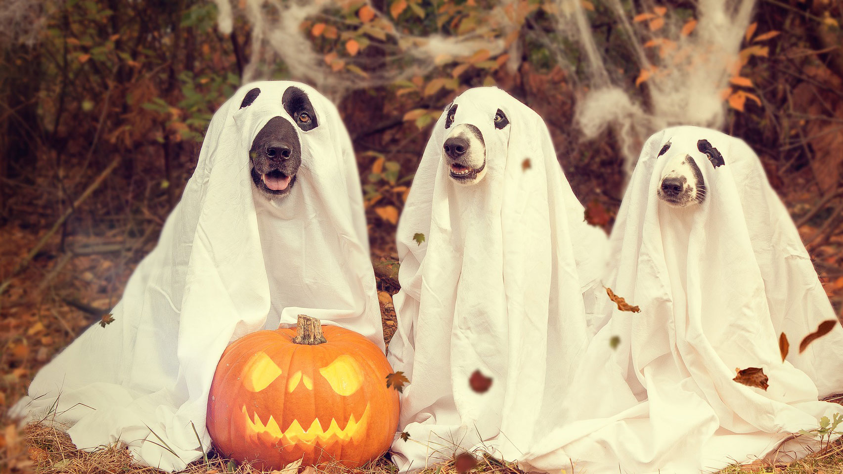 Fun Ideas For Pet Halloween Costumes PetsBlogs