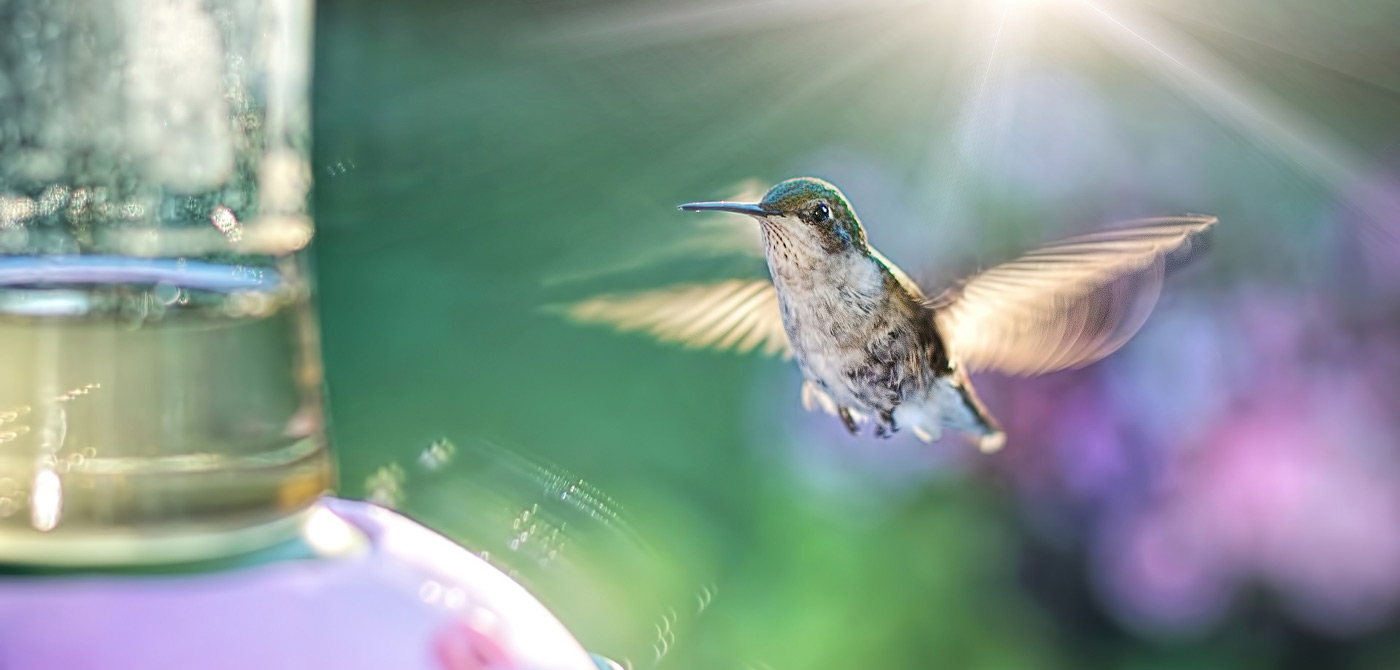 Hummingbirds Make Great (Backyard) Pets PetsBlogs