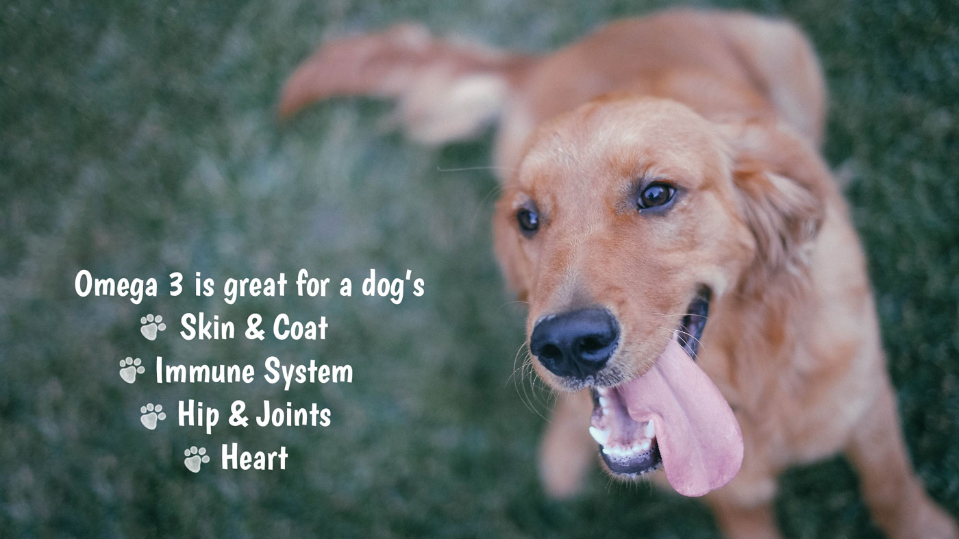 How Can Omega 3 Fatty Acids Improve Your Dog's Health? PetsBlogs