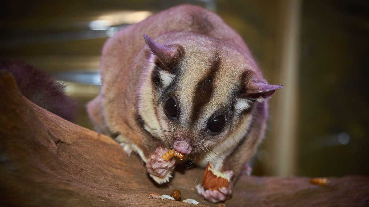 Do Sugar Gliders Make Good Pets? PetsBlogs