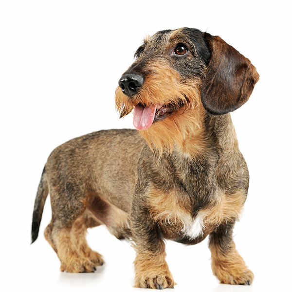 Do WireHaired Dachshunds Make Good Pets? 15 Things to Know Before You