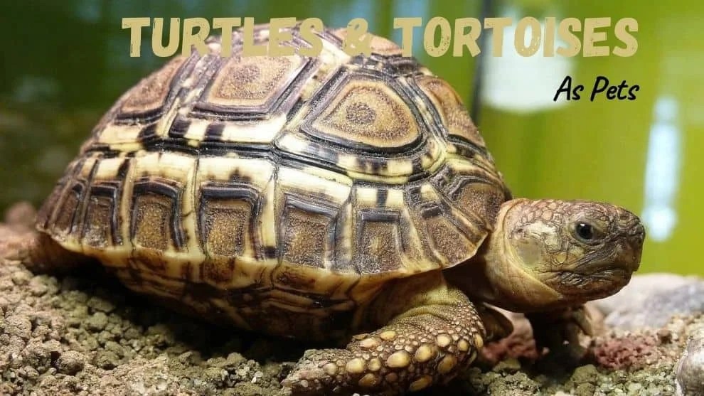 Turtles And Tortoises As Pets Everything You Need To Know! Pets Bunch