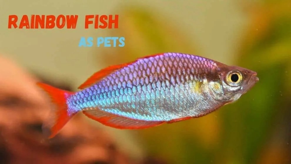 Fish As Pets Everything You Need To Know As Beginner! Pets Bunch