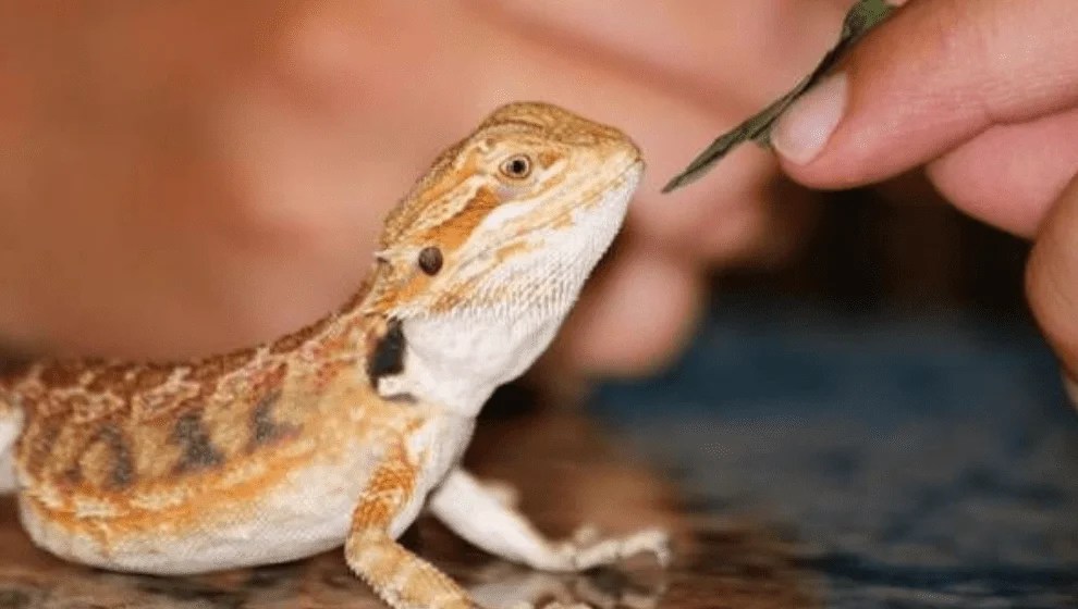 Do Bearded Dragons Bite? Reason & How To Avoid. Pets Bunch