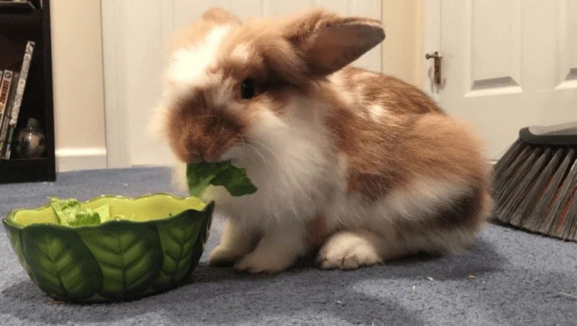 Can Rabbits Eat Spinach? Pets Bunch