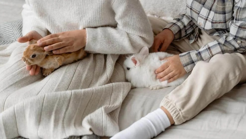 How To Stop Bunny From Peeing Everywhere? A Complete Guide. Pets Bunch