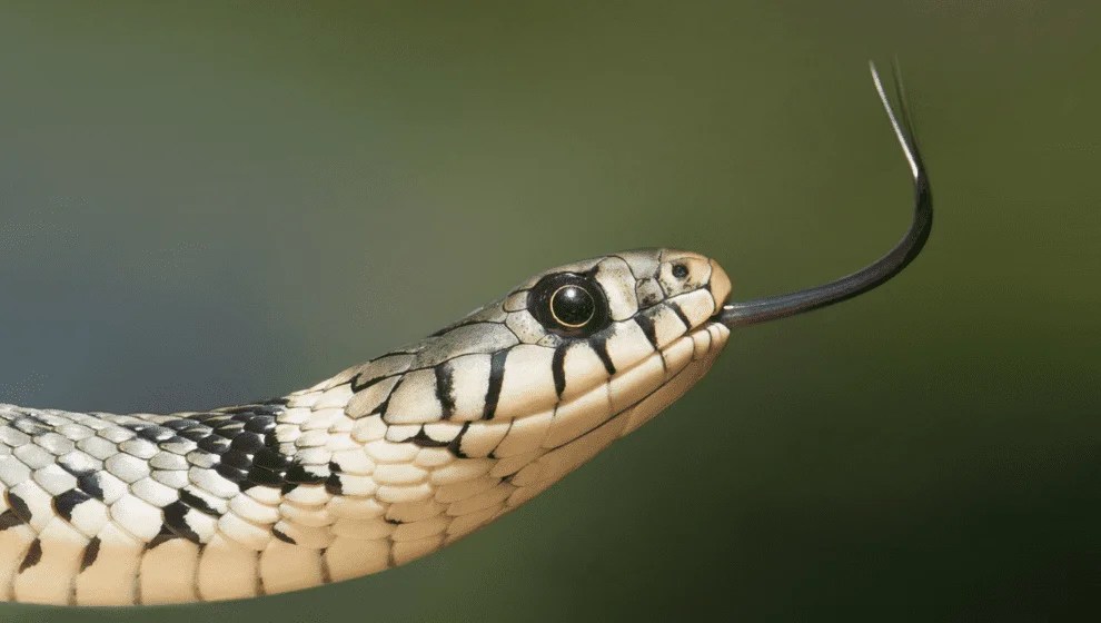What Do Snakes Eat? A Complete Guide. Pets Bunch