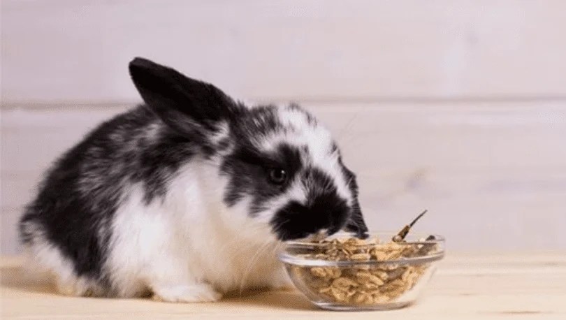 What Human Food Can Rabbits Eat? Pets Bunch
