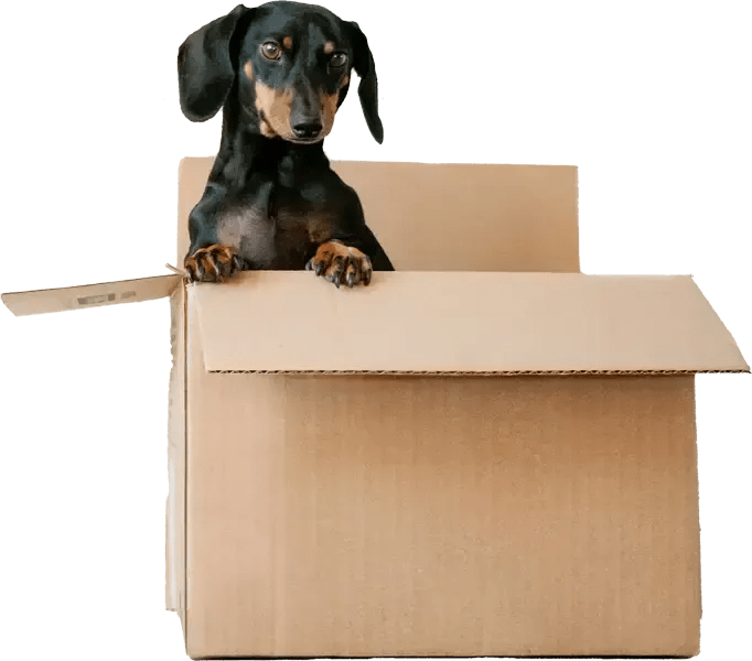 Pet Delivery Agency Archives Page 2 of 405