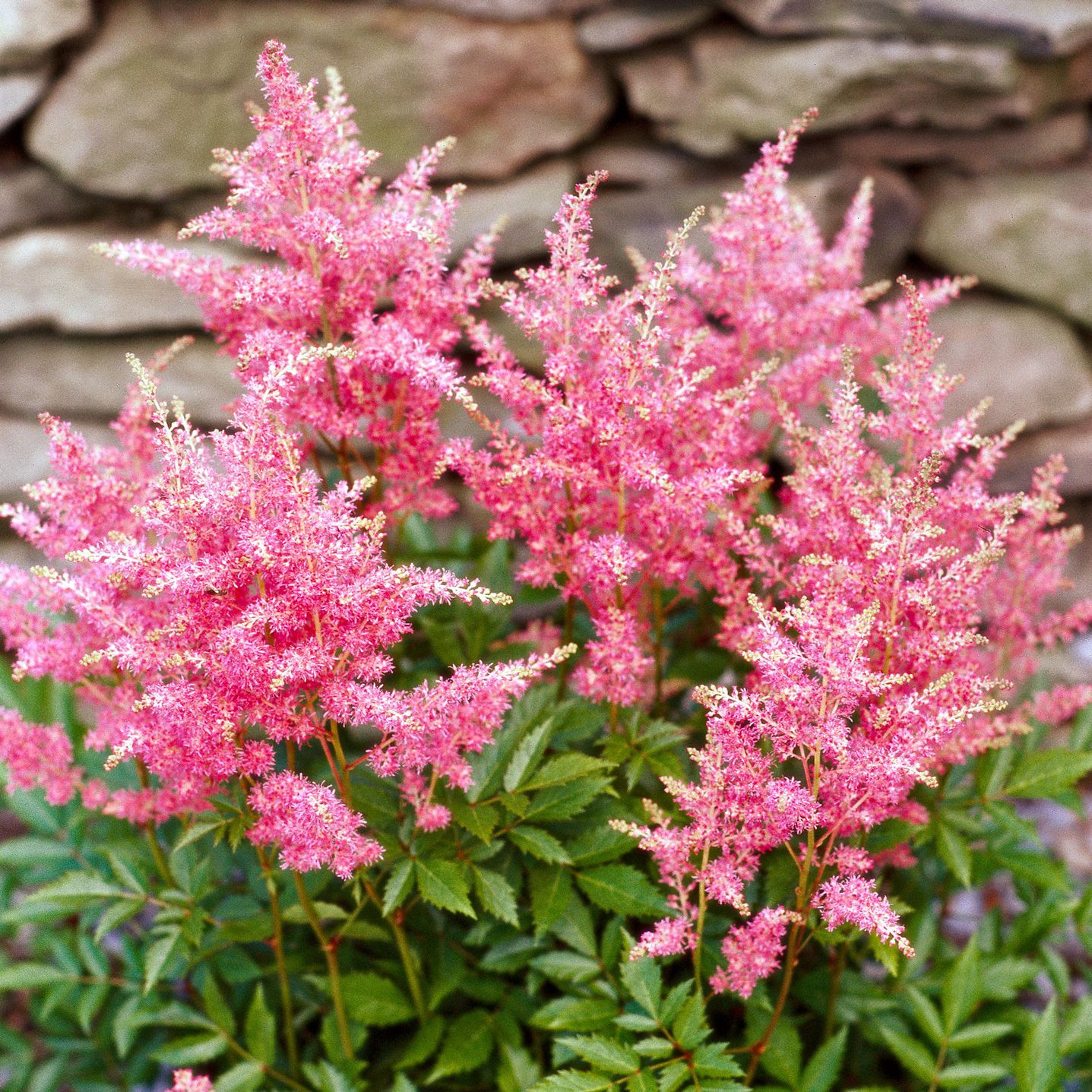 DroughtTolerant Perennial Plants Safe for Dogs Best Shade Selection