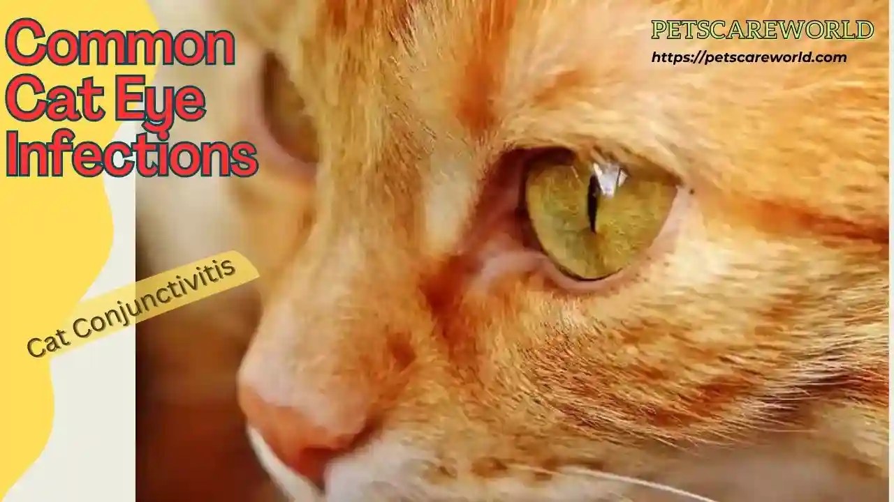 Cat Eye Infections What You Need to Know