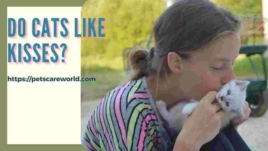 Do Cats Like Kisses? How to Show Affection to Feline Friend