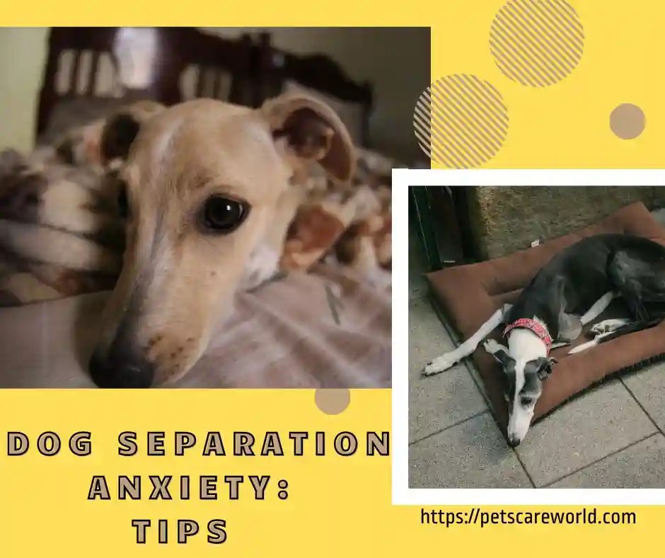 Dealing with Dog Separation Anxiety Tips and Techniques