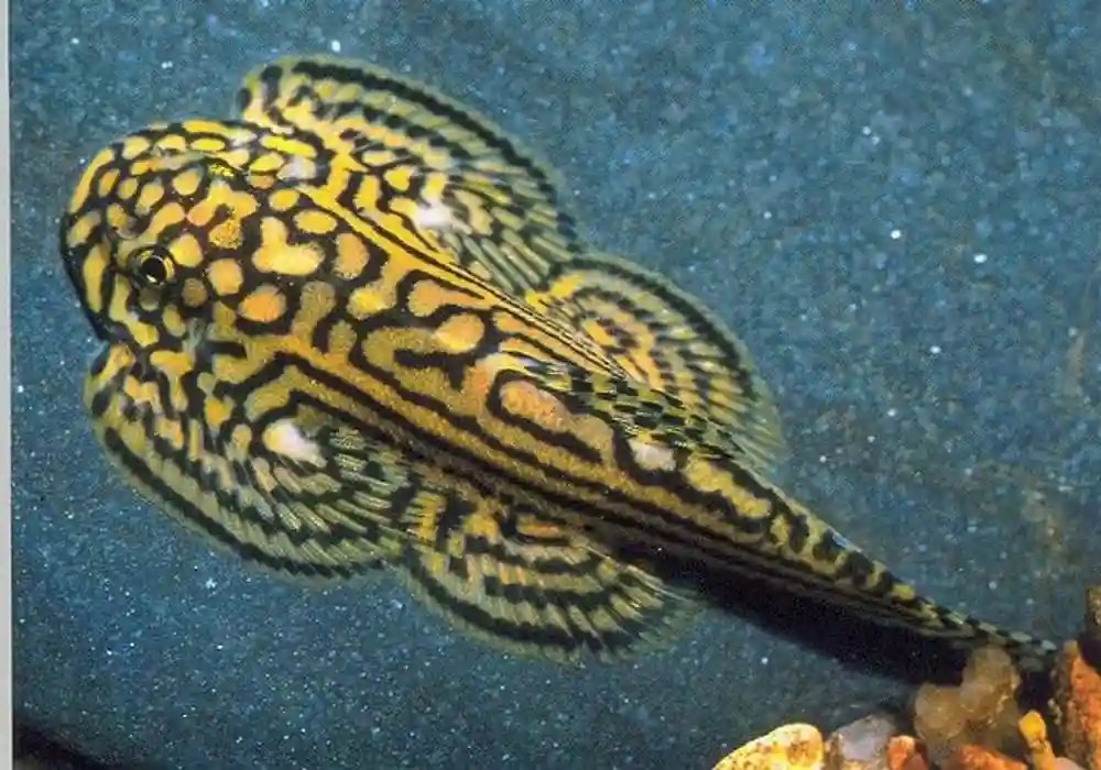 10 Best Algae Eaters For Your Freshwater Aquarium