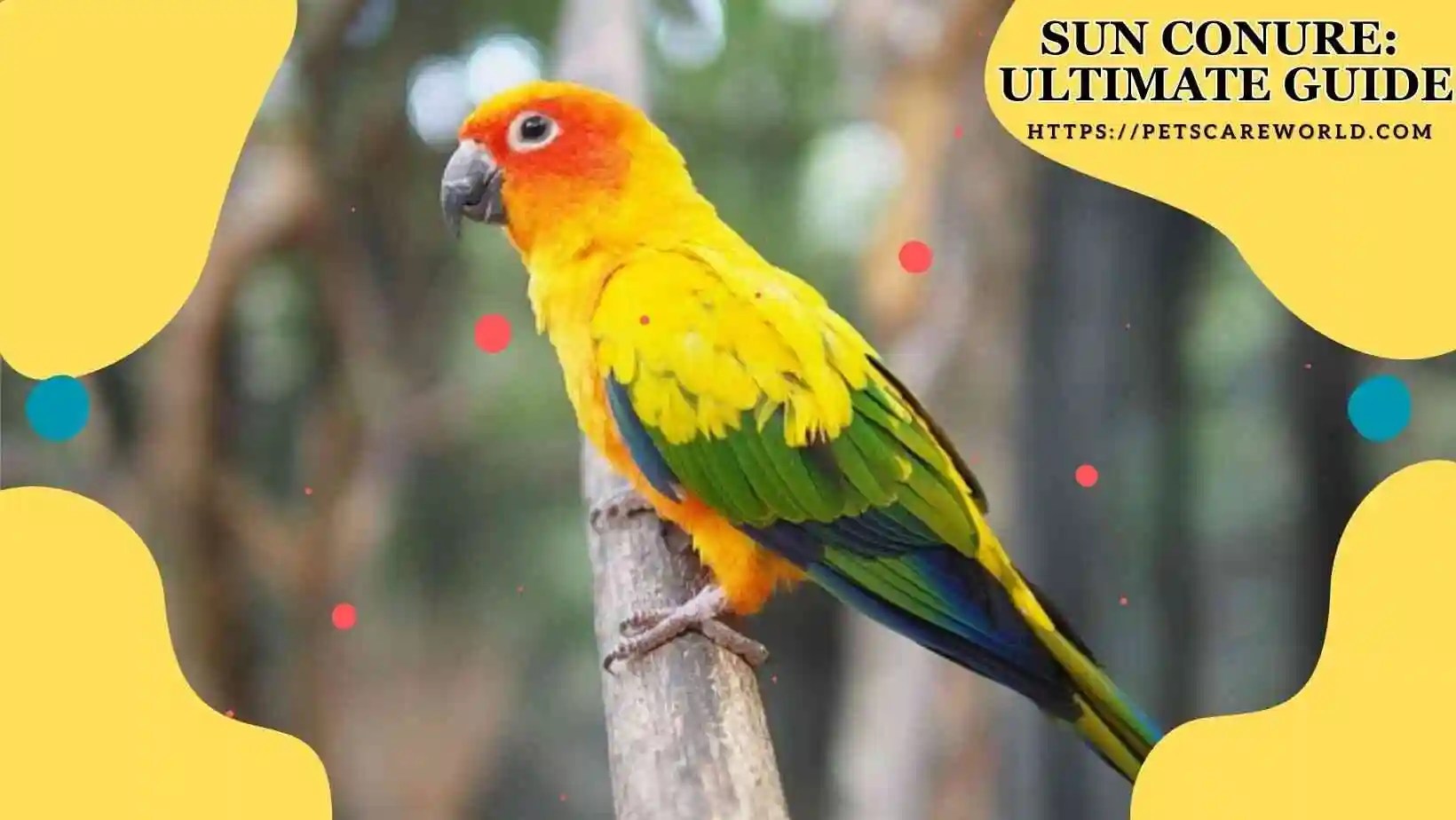 The Splendor of the Sun Conure Ultimate Guide