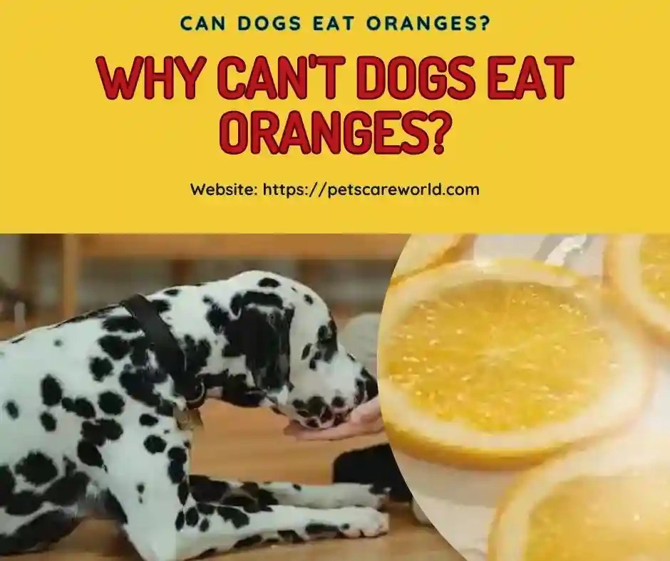 Can Dogs Eat Oranges? The Ultimate Guide